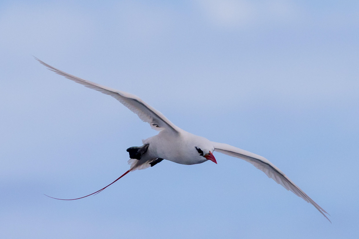 Hawaii Trip Report (Mar 9 -26, 2026)