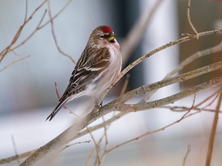 Redpoll