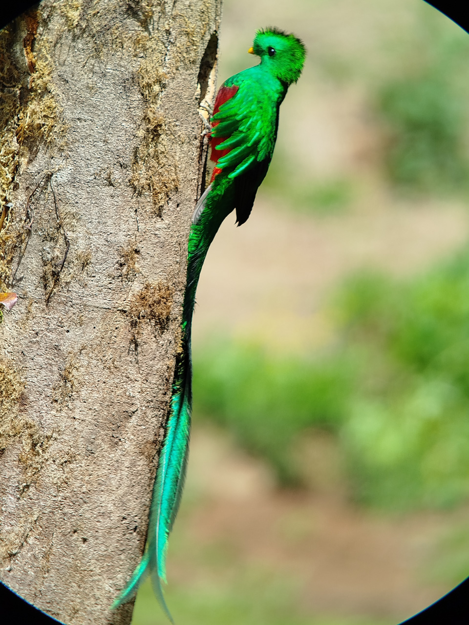 Replendant Quetzal