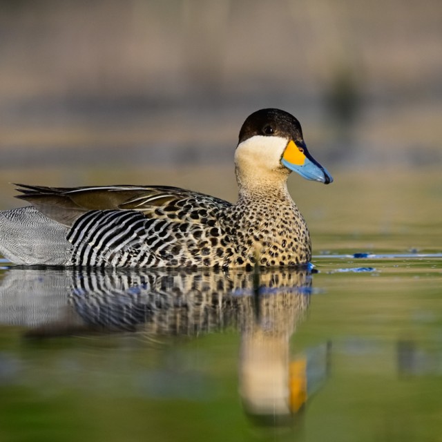 Ringed Teal