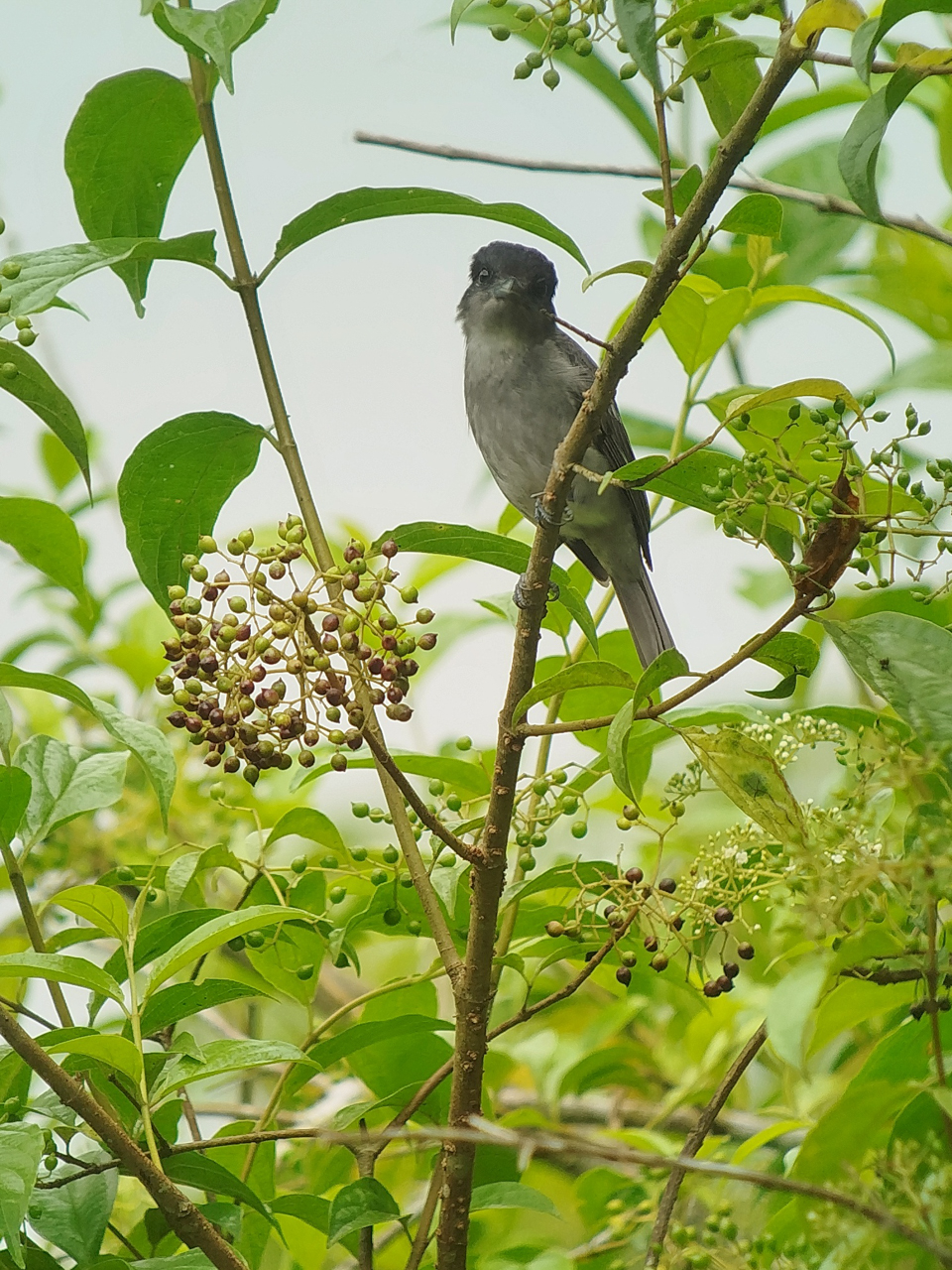 Costa Rica Sampler Trip Report (Mar 1 – 12, 2026)