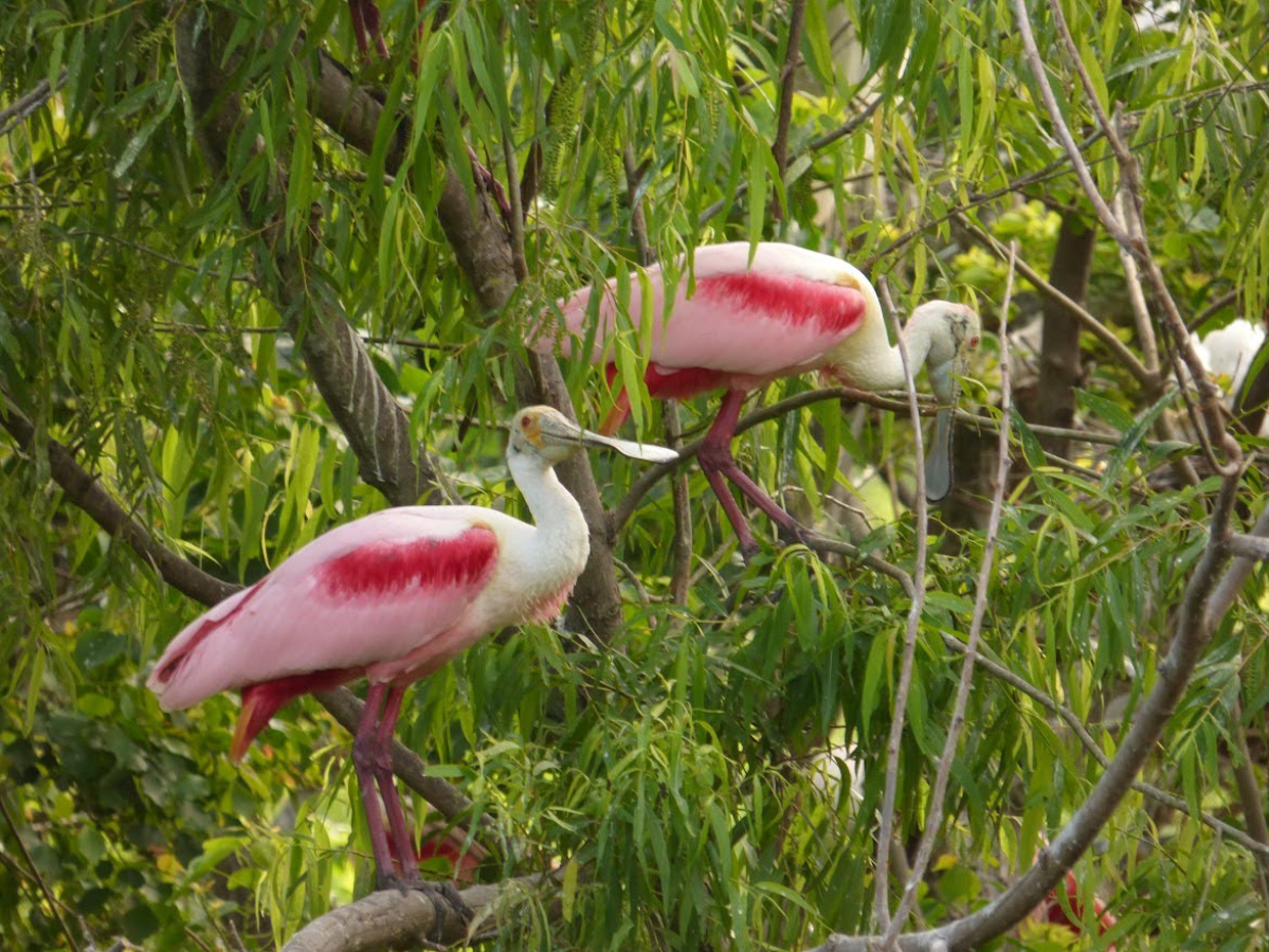 Roseate Spoonbill
