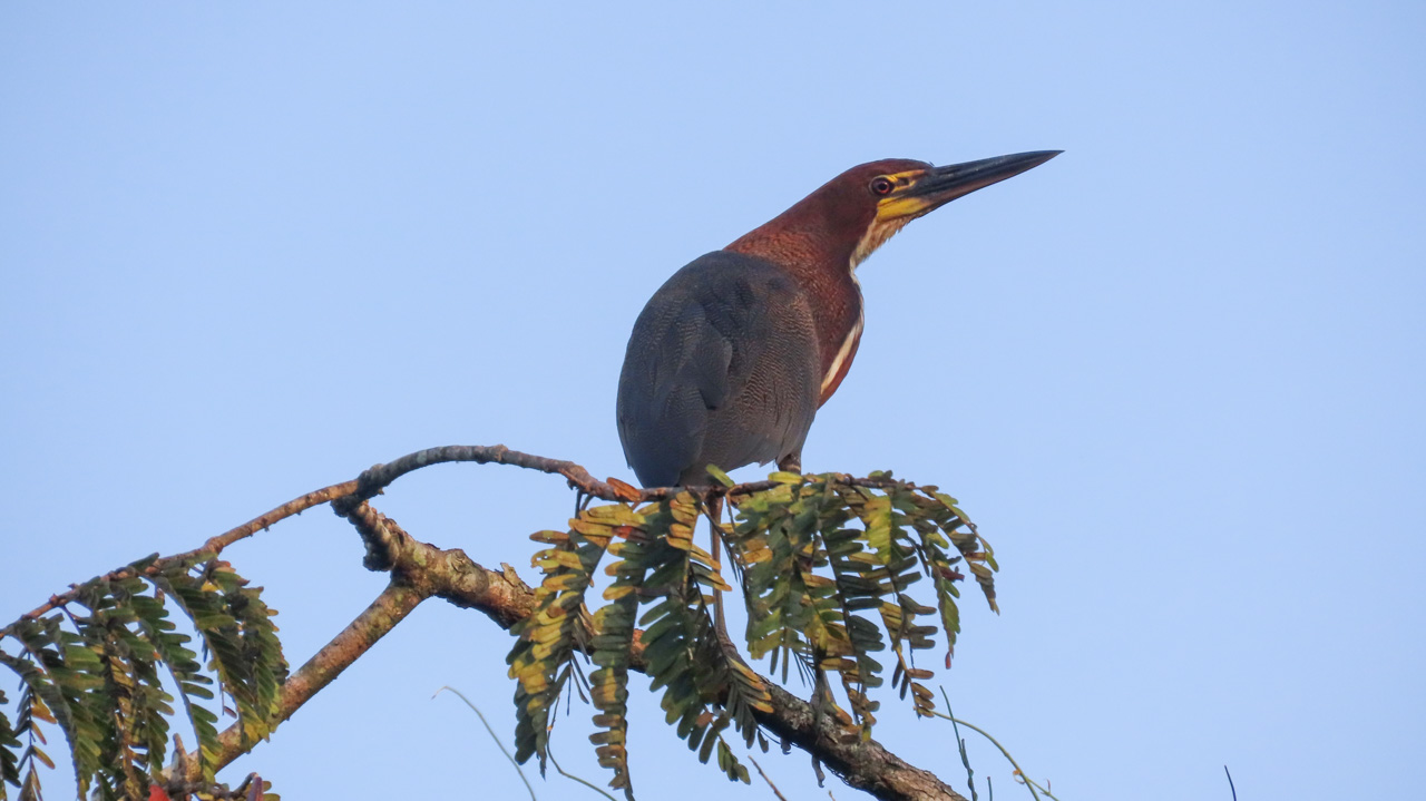Rufescent Tiger-Heron