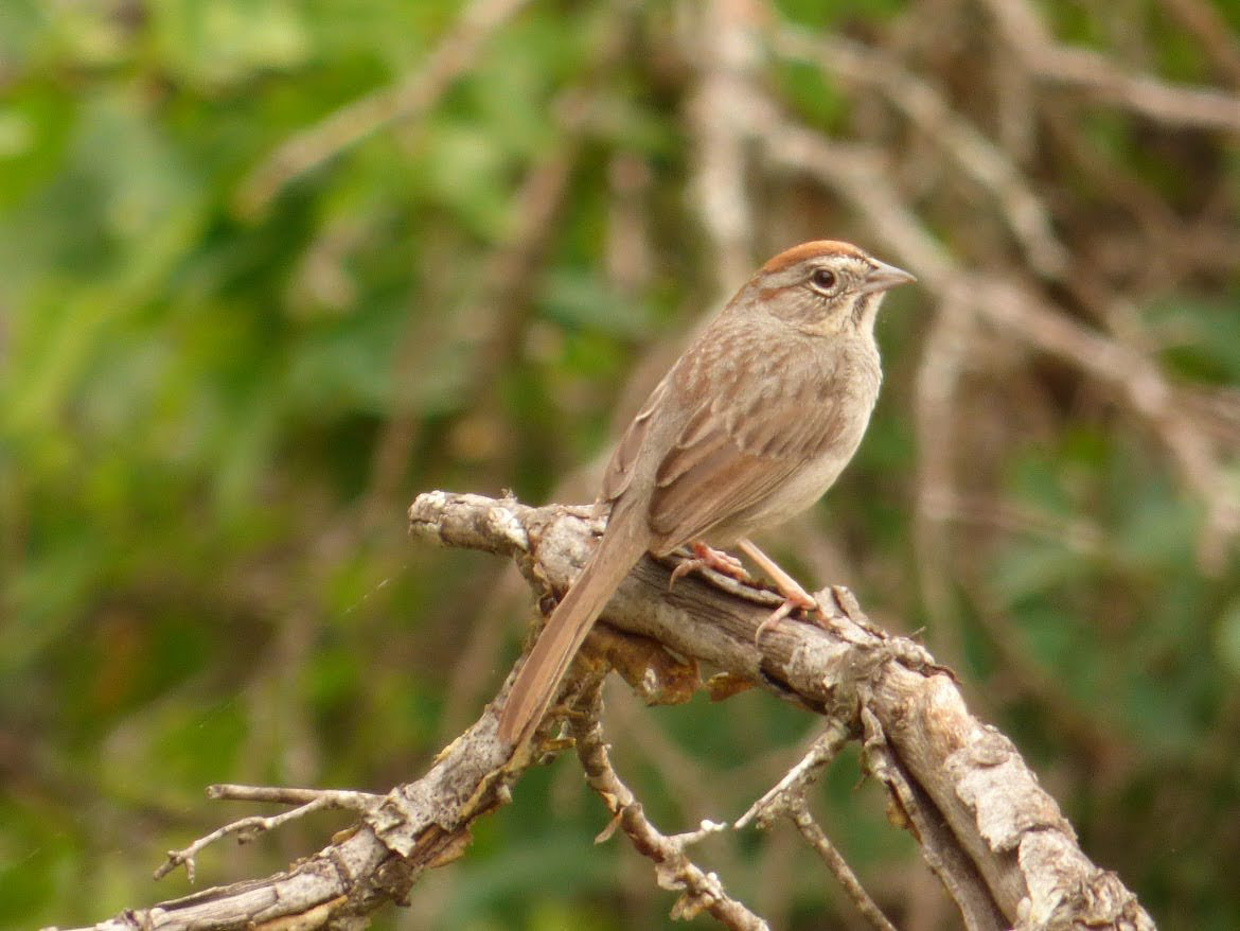 Rufous-crowned Sparrow