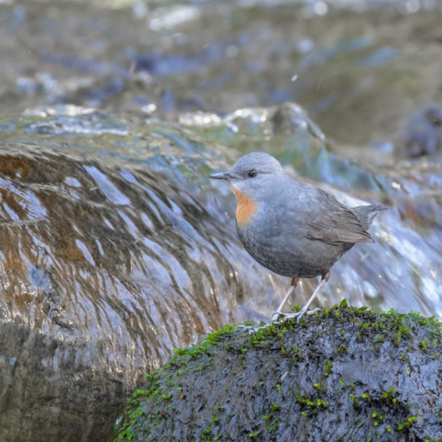 Rufous-throated Dipper