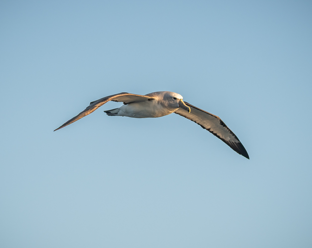 Salvin's Albatross
