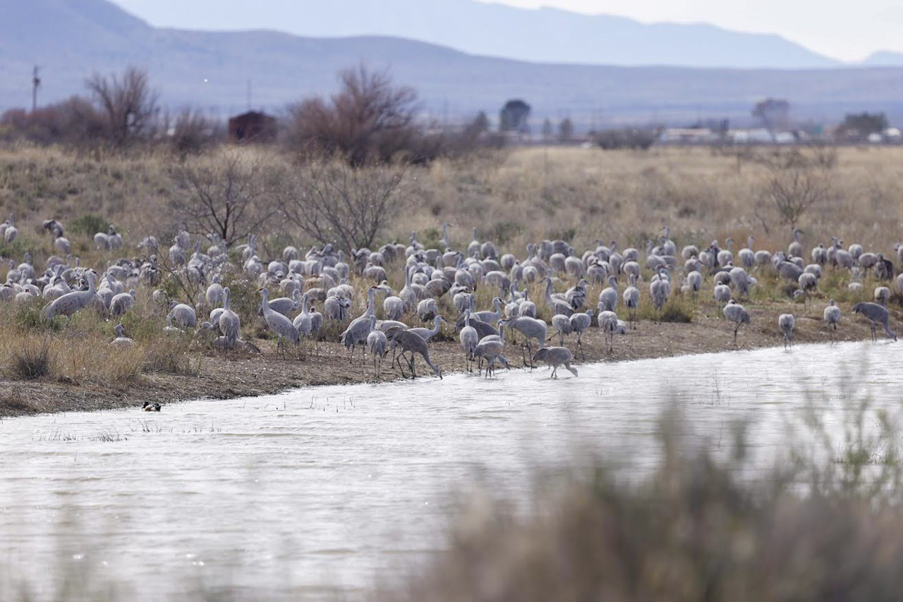 Sandhill Cranes