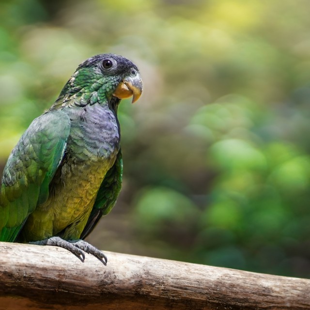 Scaly-headed Parrot