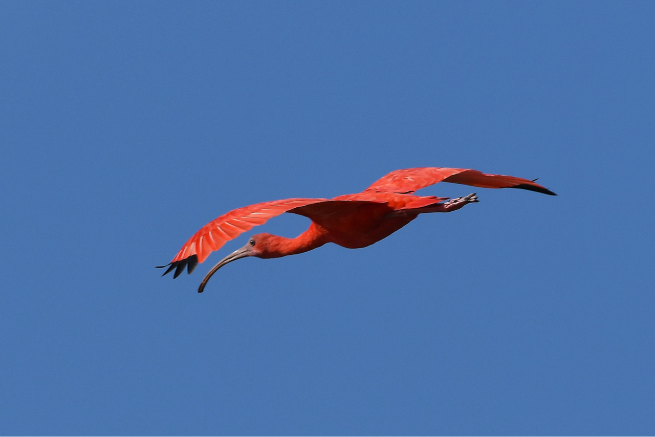 Scarlet Ibis