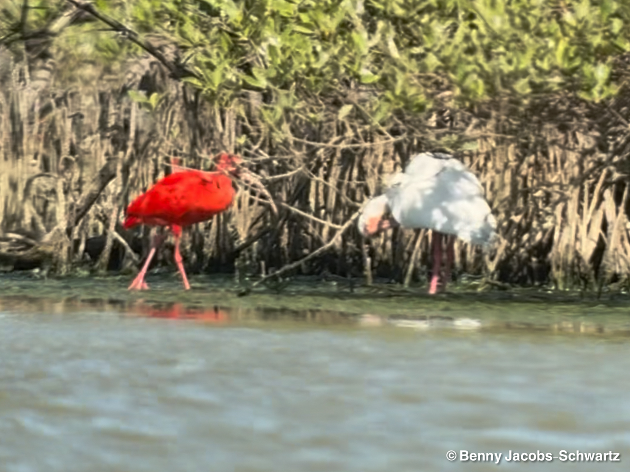 Colombia: Santa Marta Trip Report 2026