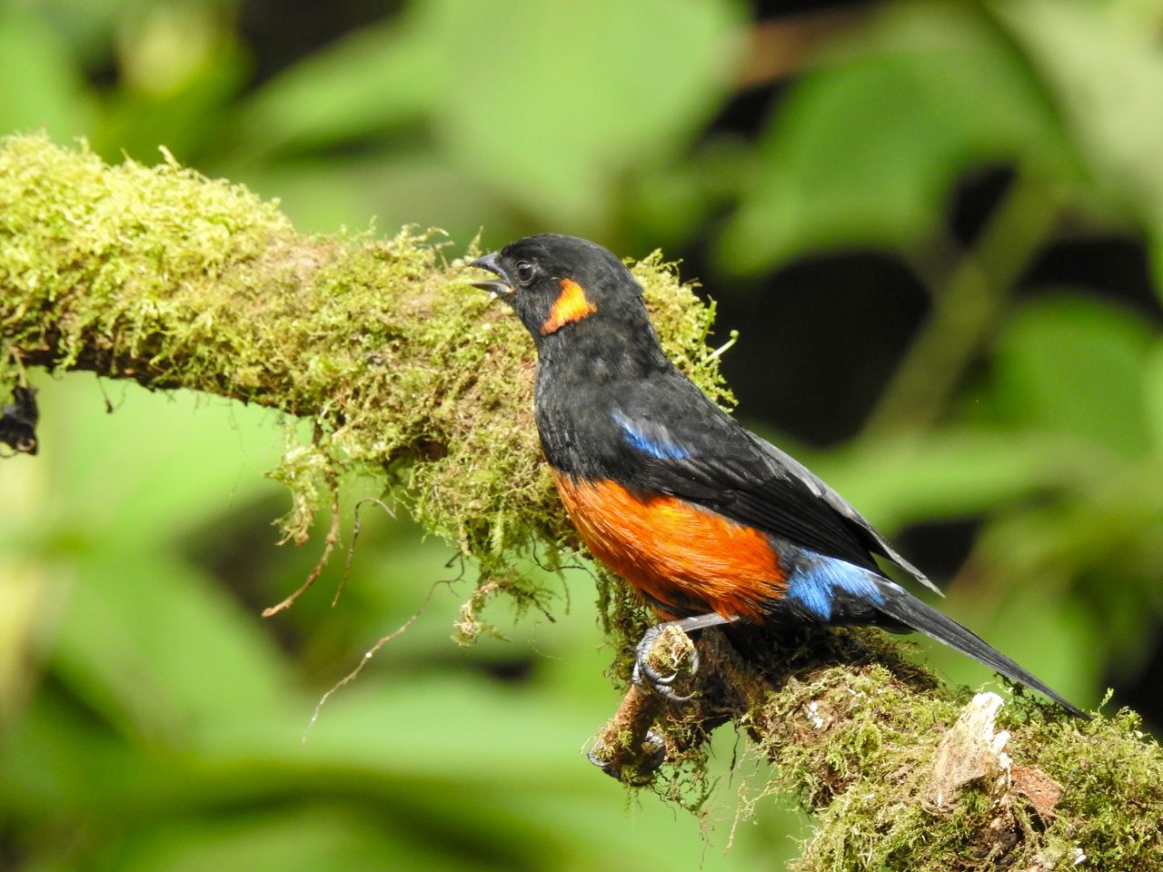 Scarlet-bellied Mountain-Tanager