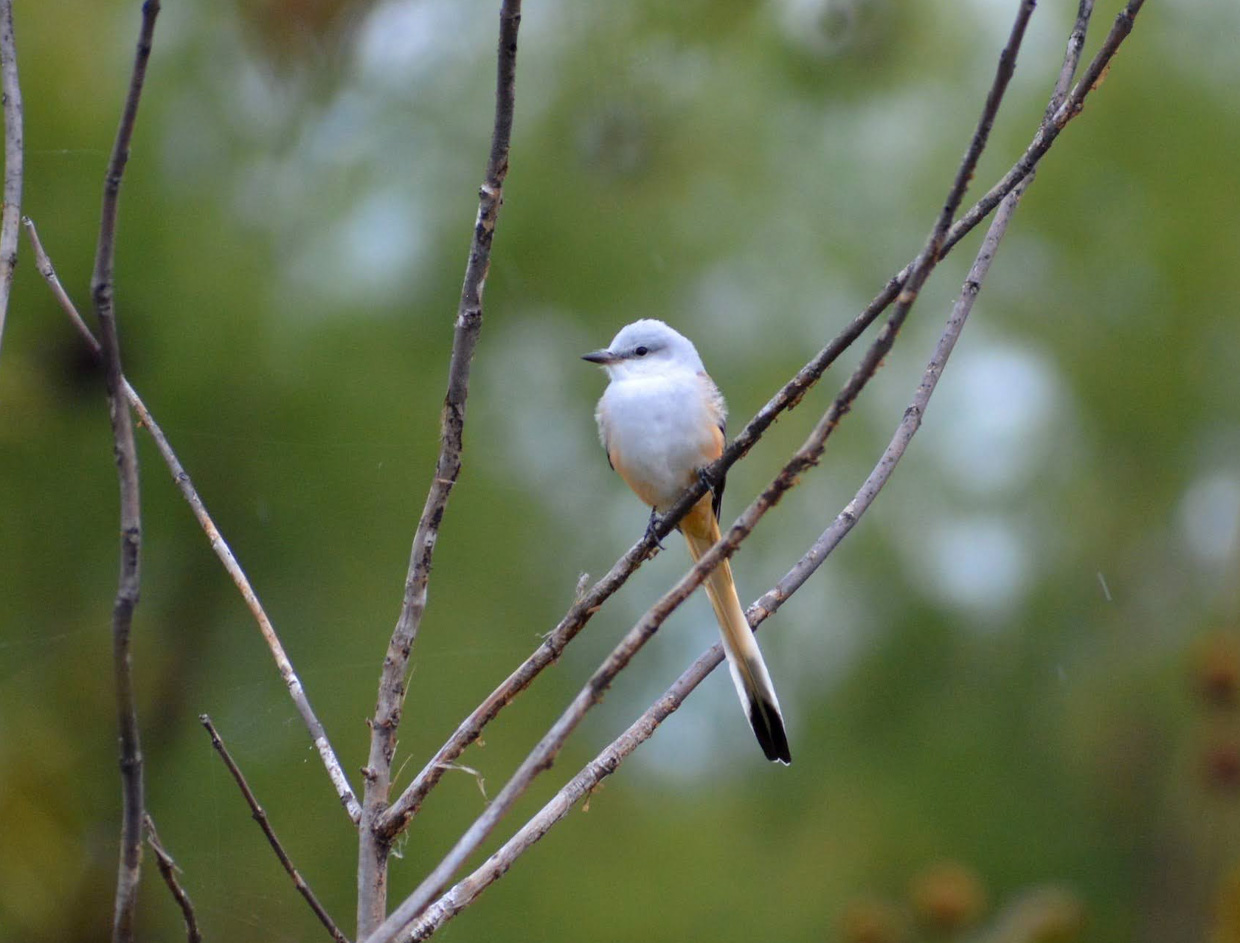 Sissor-tailed Flycatcher