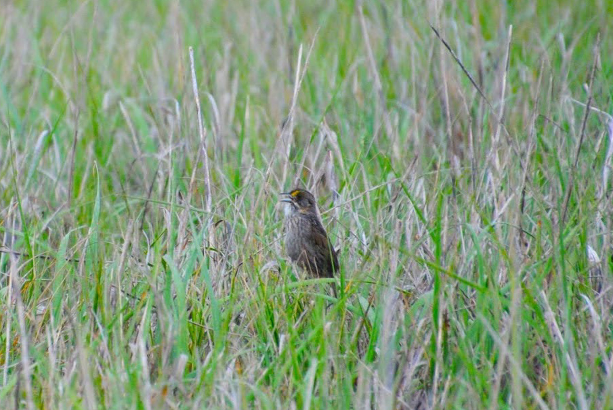 Seaside Sparrow