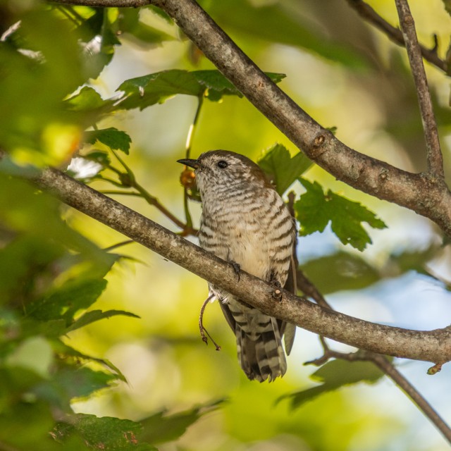 Shining Bronze-Cuckoo