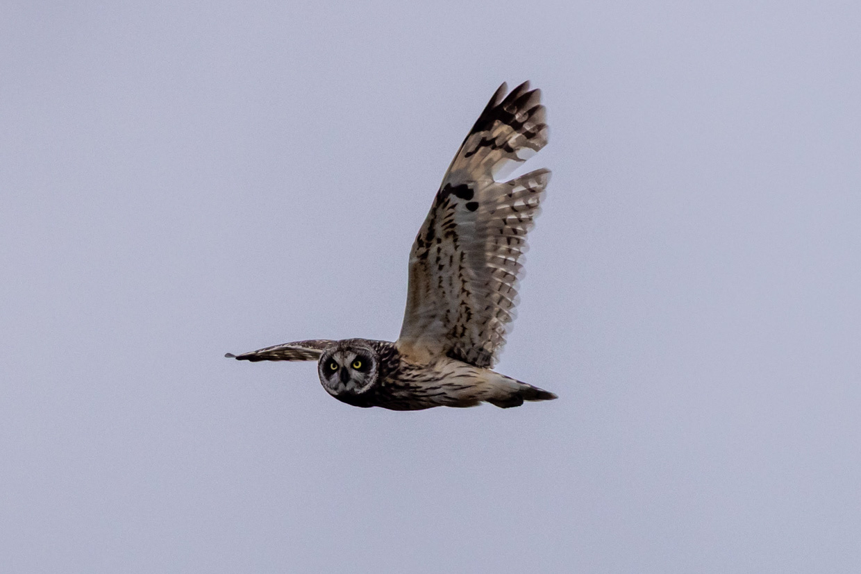 Short-eared Owl