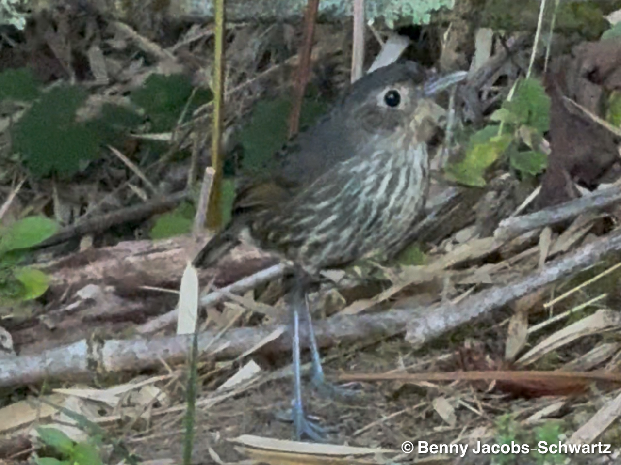 Colombia: Santa Marta Trip Report 2026