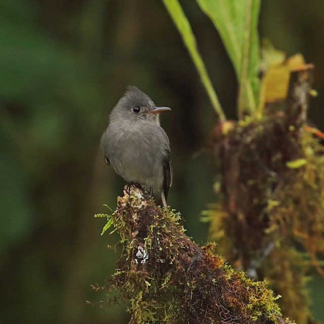 Smoke-colored Pewee