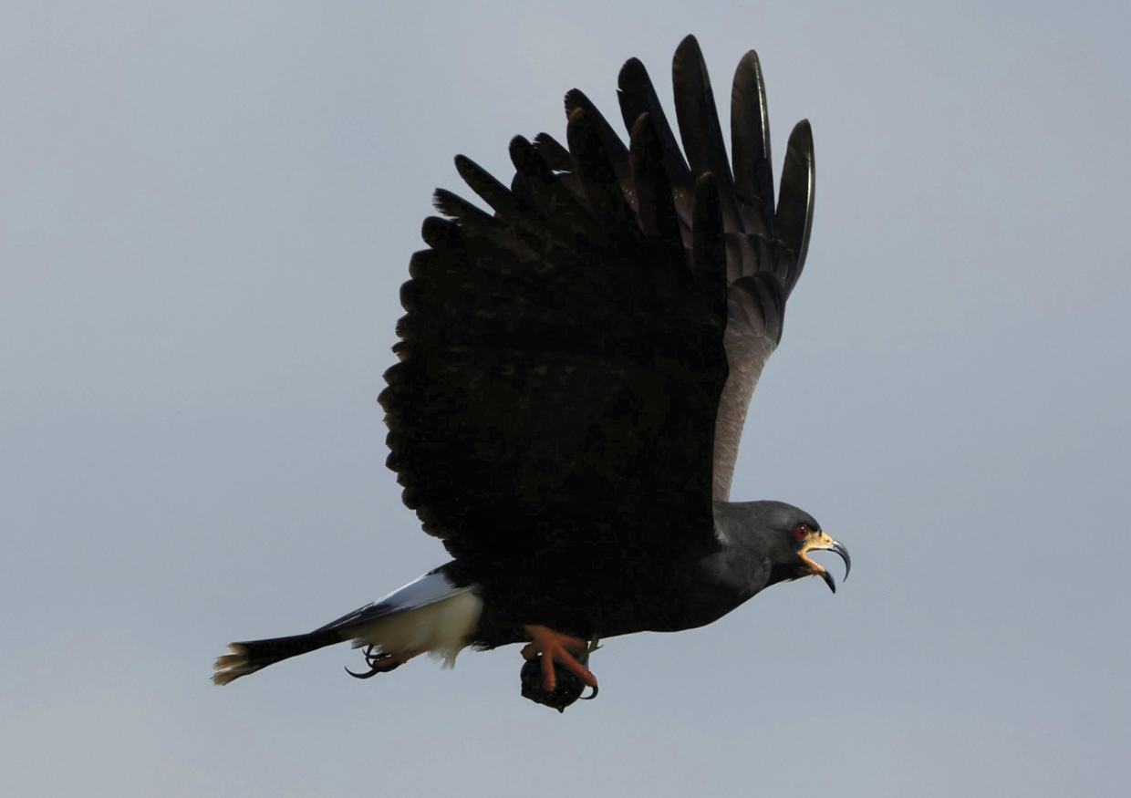 Snail Kite