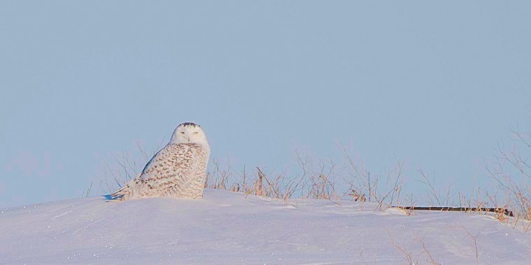 Manitoba Owls Trip Report (Mar 14 - 18, 2026)
