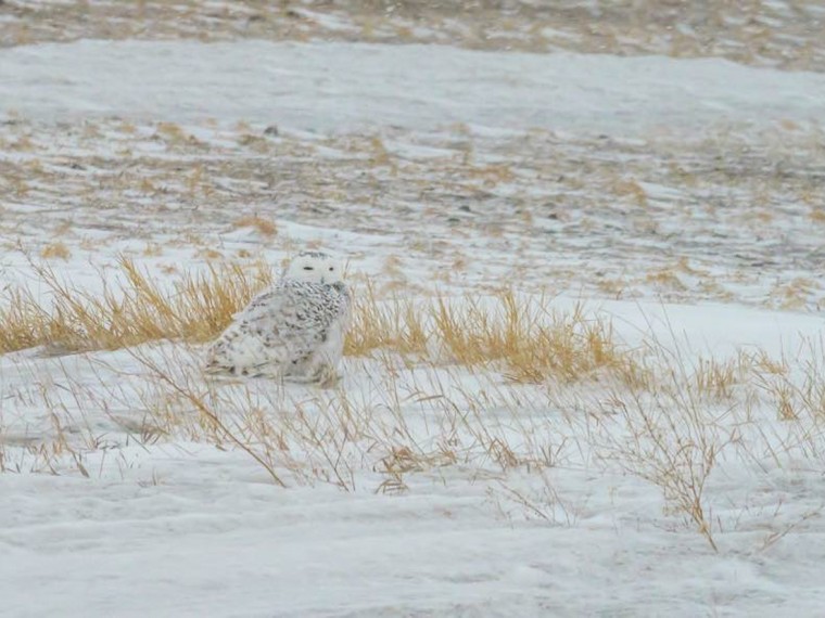 Snowy Owl