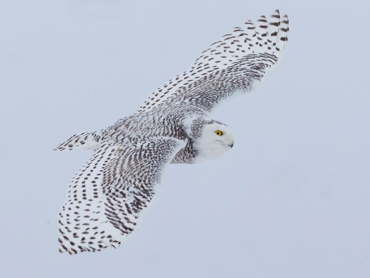 Snowy Owl