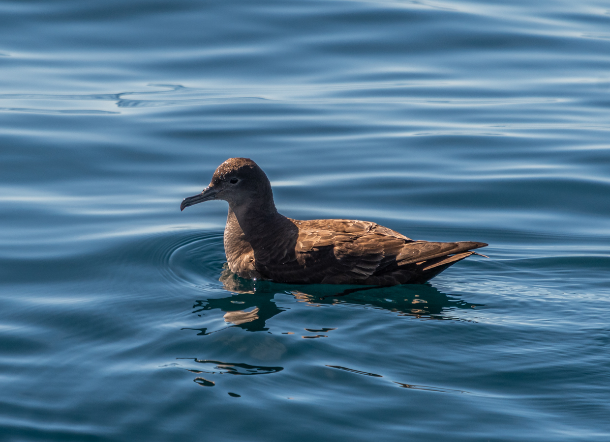 Sooty Shearwater
