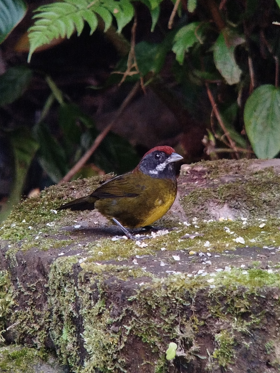 Sooty-faced Finch