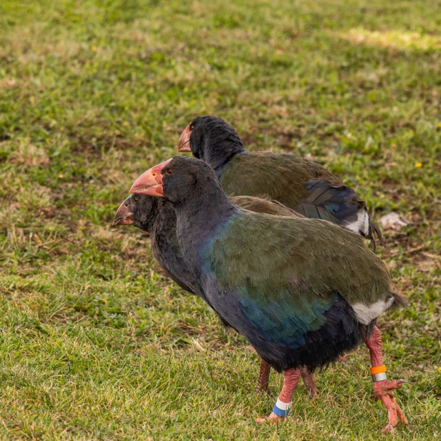 South Island Takahe