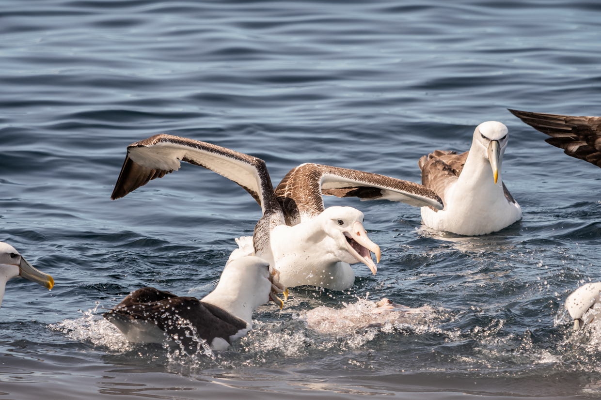 Southern Royal Albatross