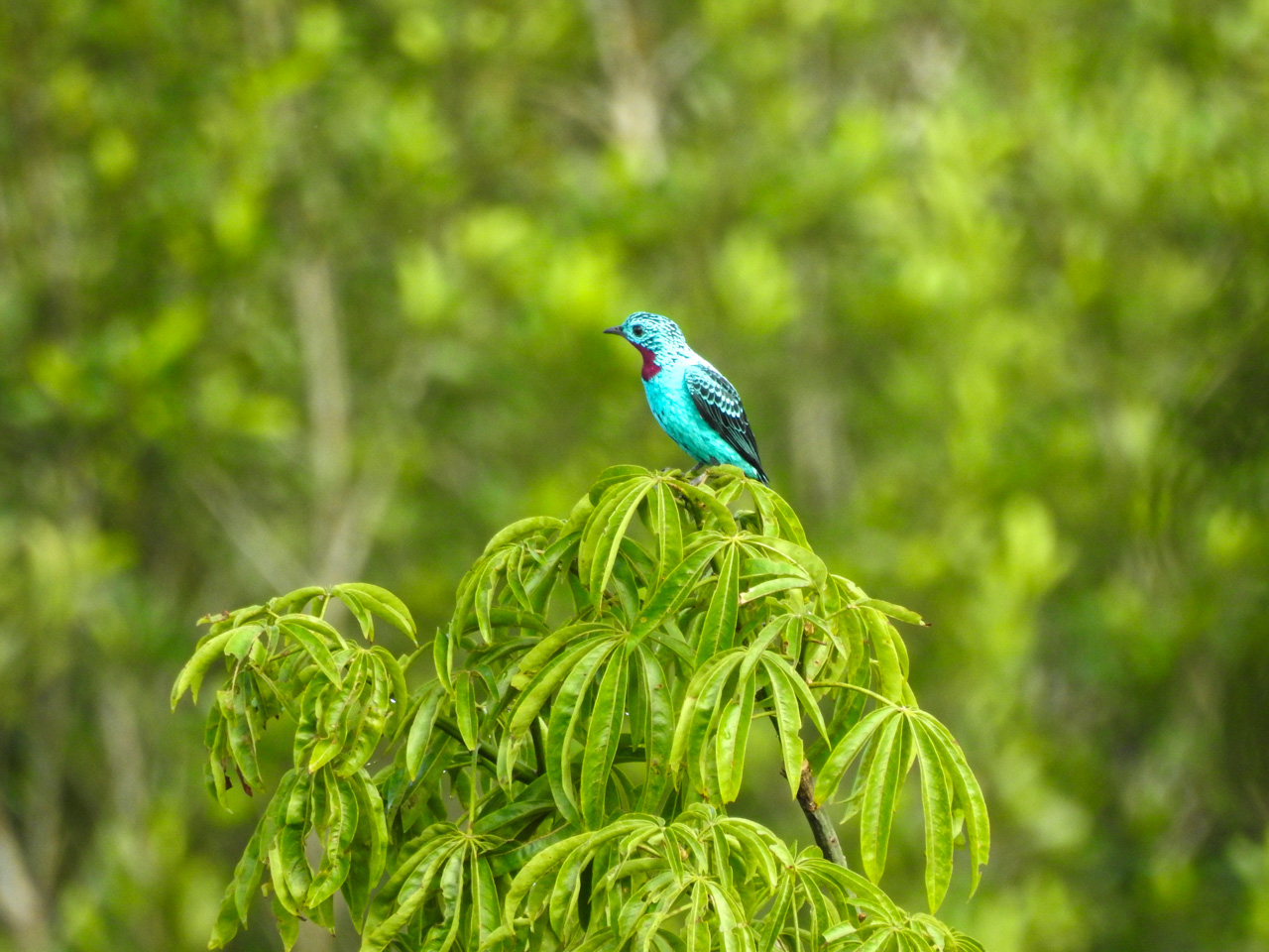 Spangled Cotinga
