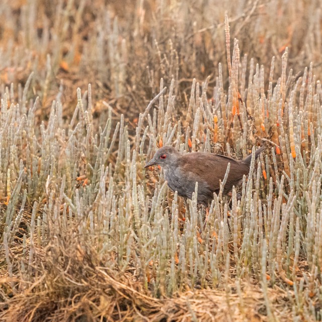 Spotless Crake