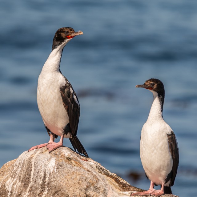 Stewart Island Shag