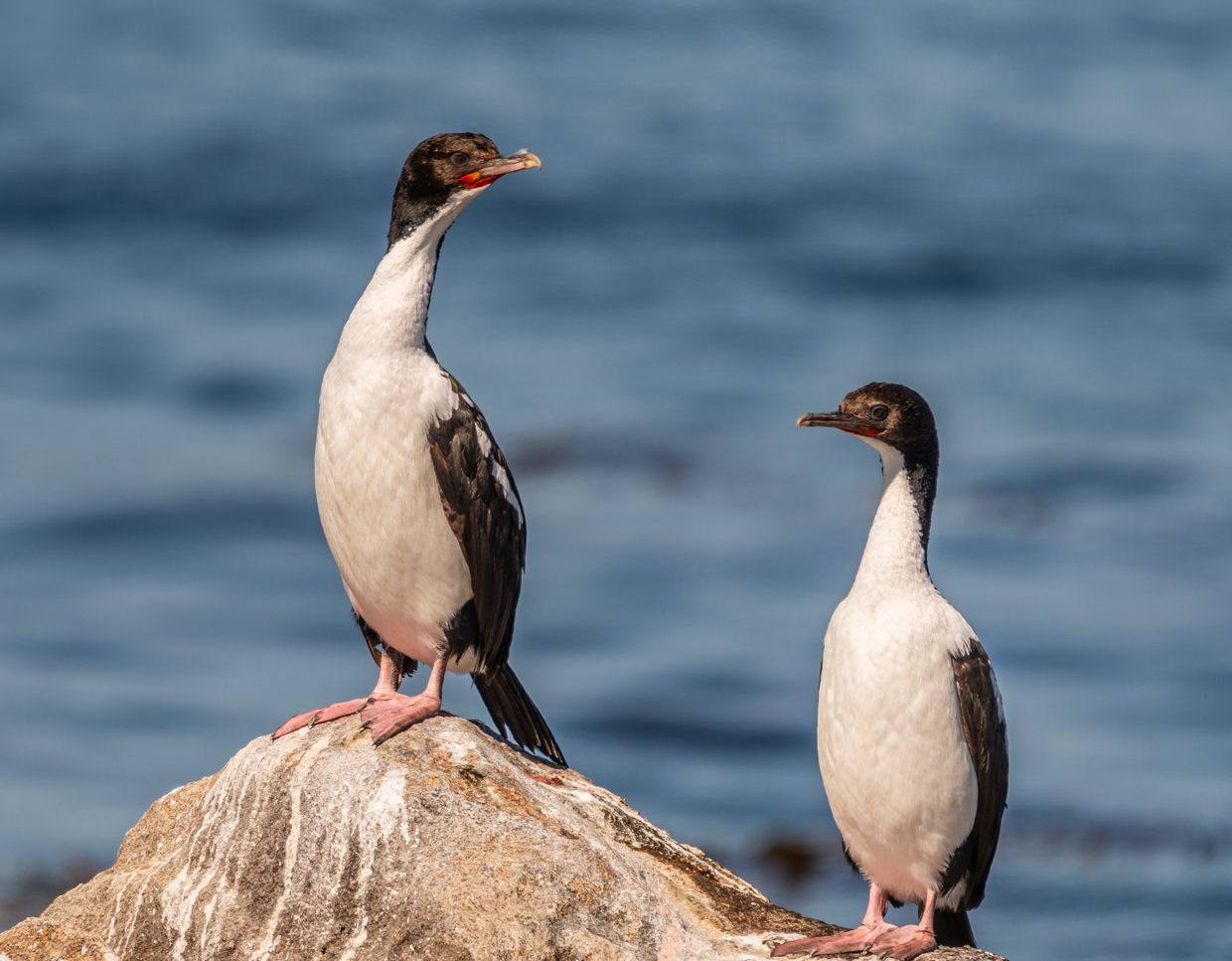 Stewart Island Shag