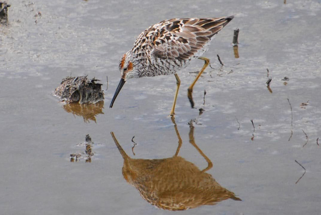 Stilt Sandpiper