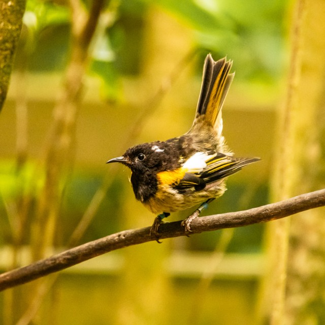 Stitchbird