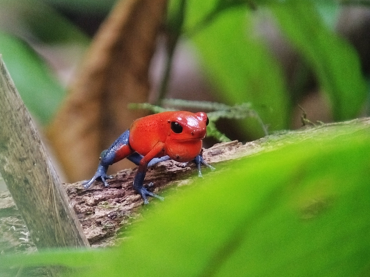 Strawberry Poison Frog