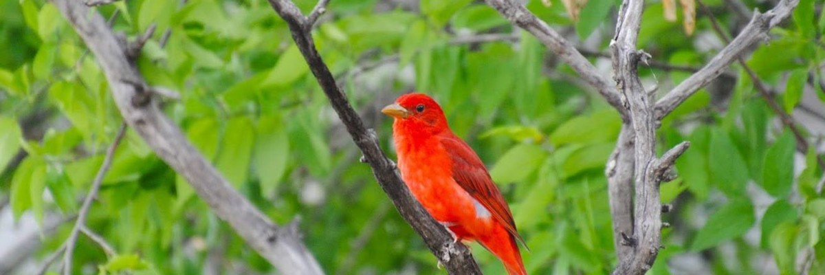 Texas Spring Migration & Hill Country Trip Report (April 14 - 22, 2026)