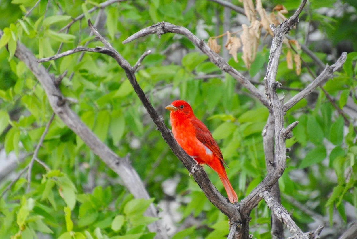 Summer Tanager