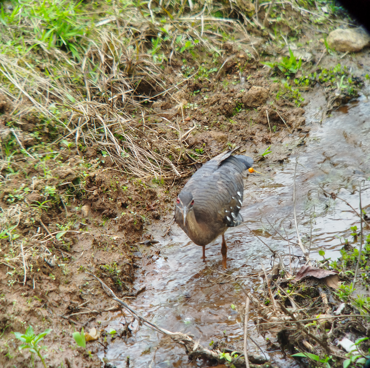 Costa Rica Sampler Trip Report (Mar 1 – 12, 2026)