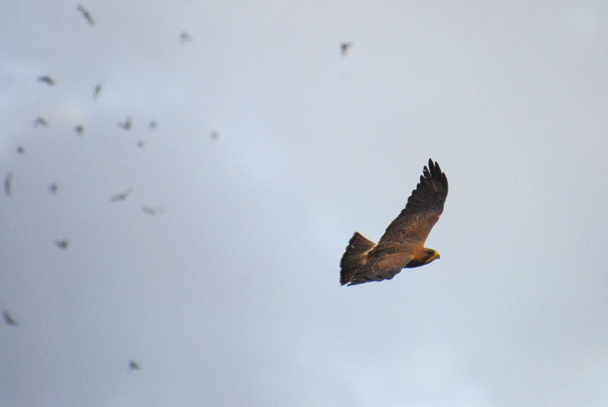 Swainson's Hawk and Mexican Free-tailed Bats