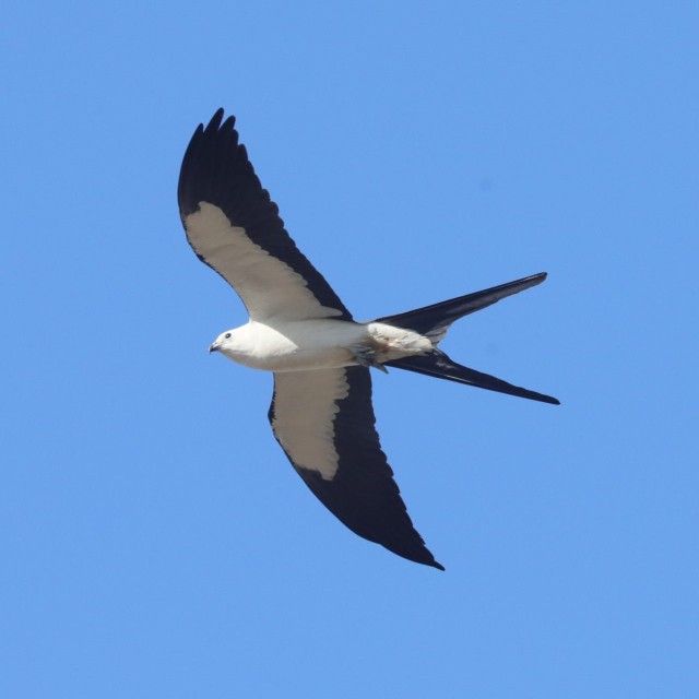 Swallow-tailed Kite