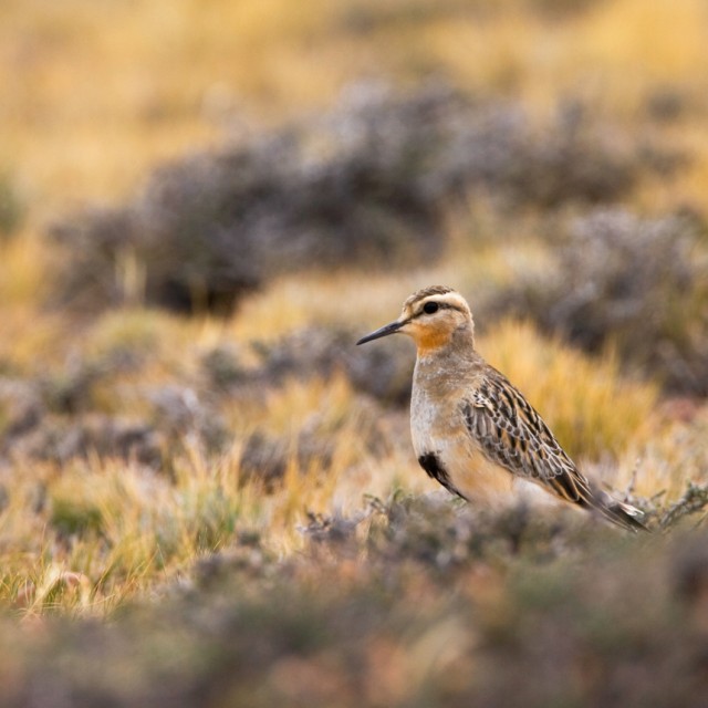 Tawny-throated Dotterel