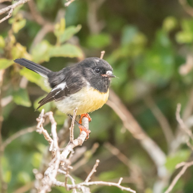 Tomtit