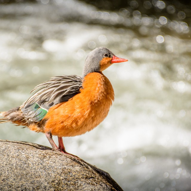 Torrent Duck