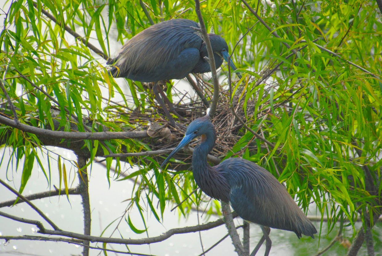 Tricolored Herons