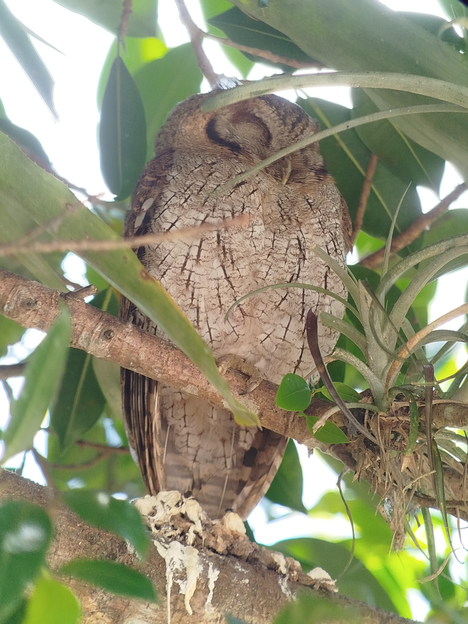 Tropical Screech-Owl