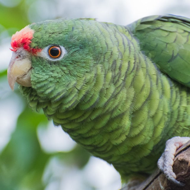 Tucuman Parrot