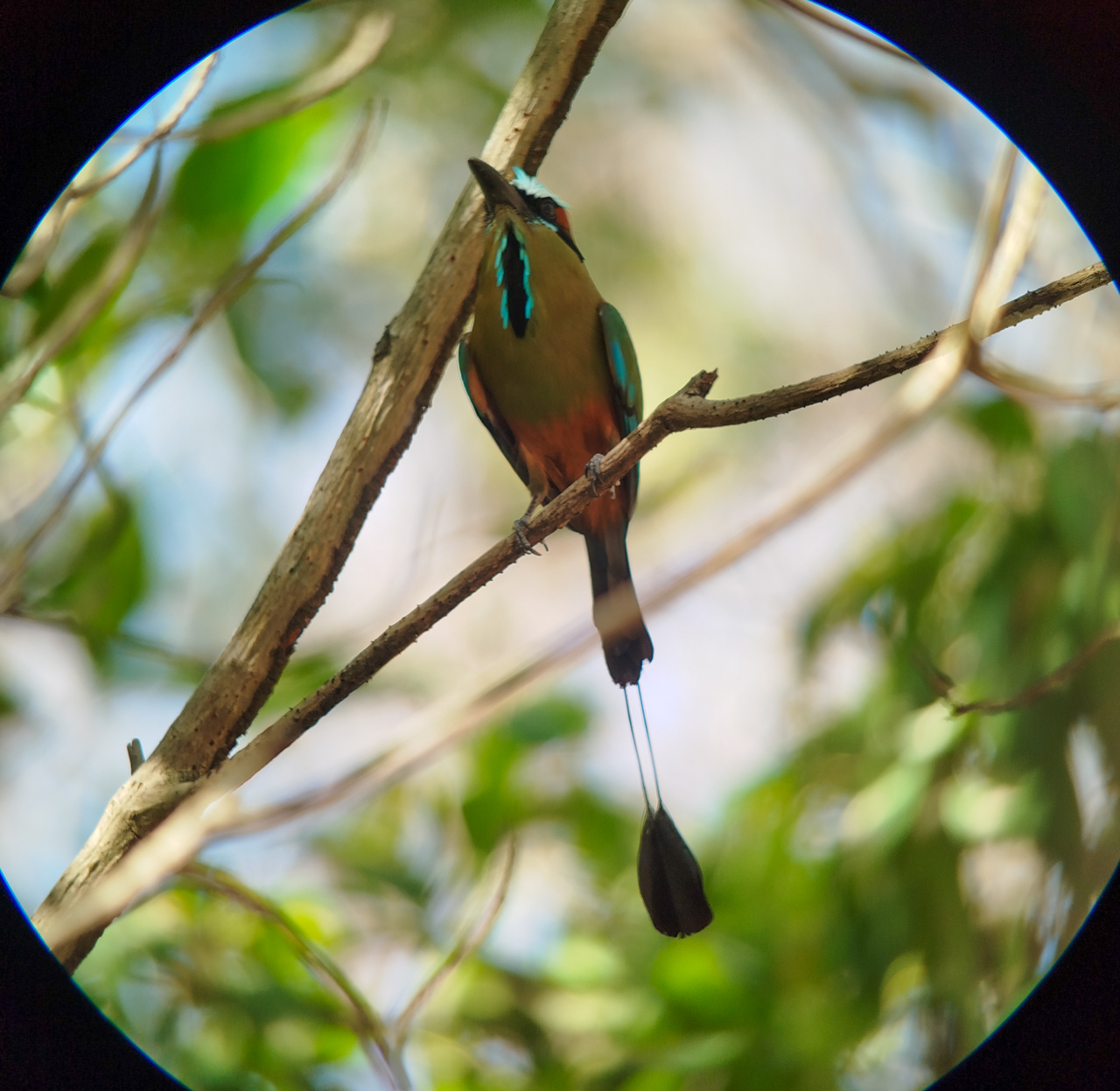 Costa Rica Sampler Trip Report (Mar 1 – 12, 2026)