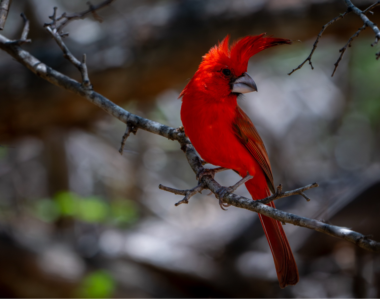 Vermilion Cardinal