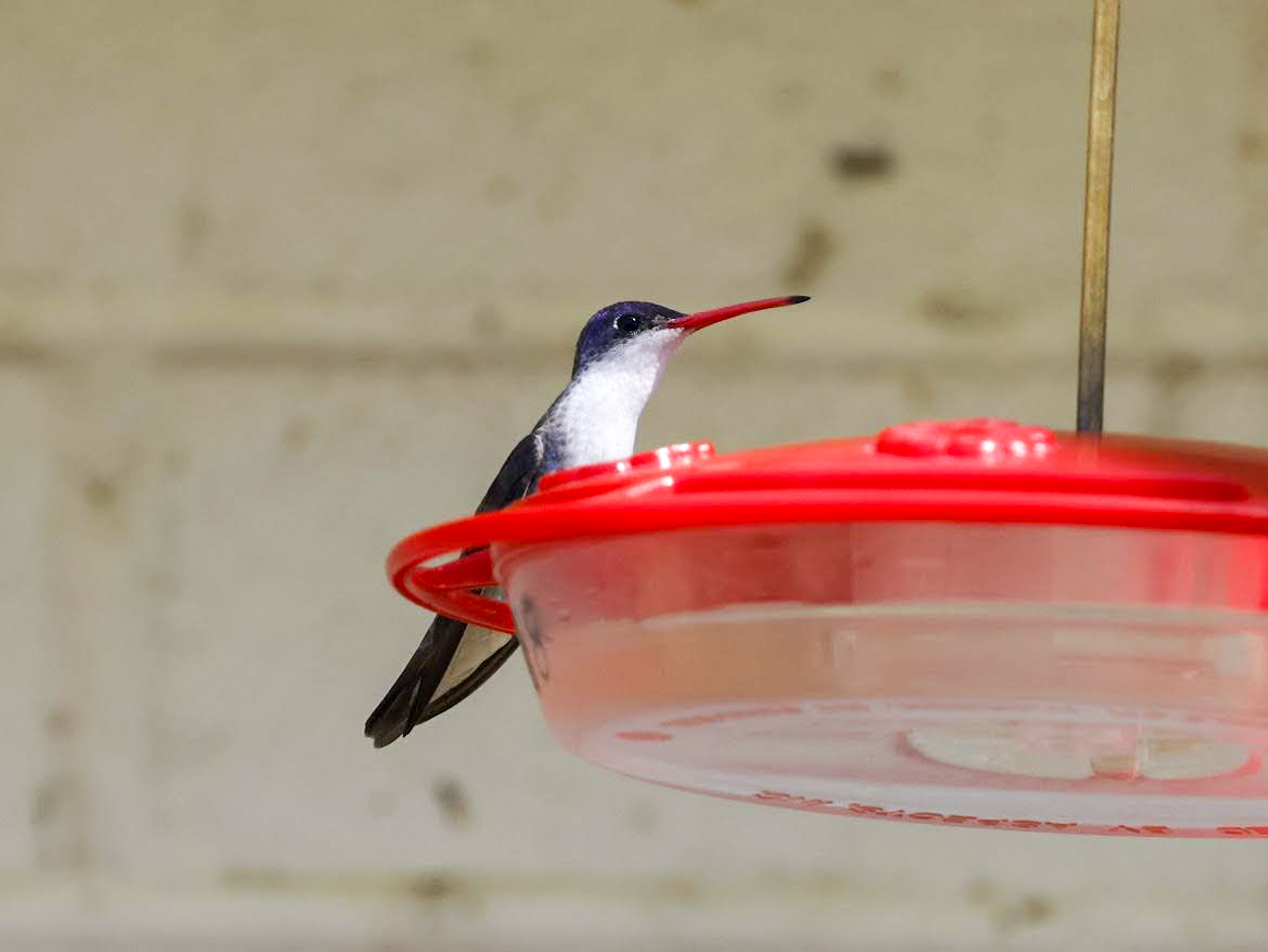 Violet-crowned Hummingbird